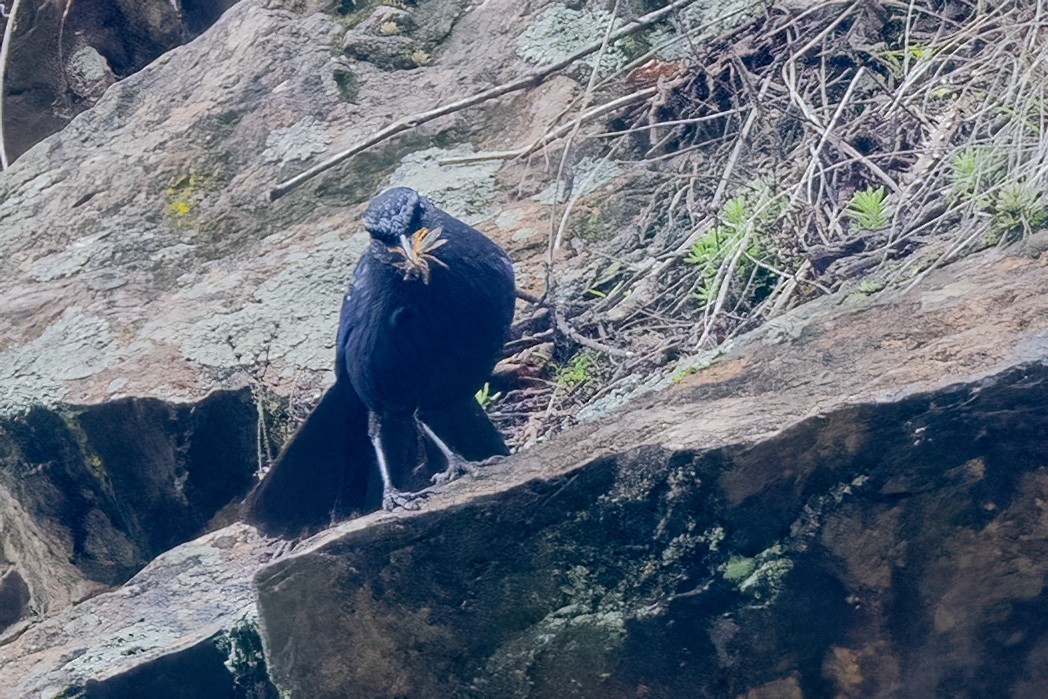 Blue Whistling-Thrush - ML638208720