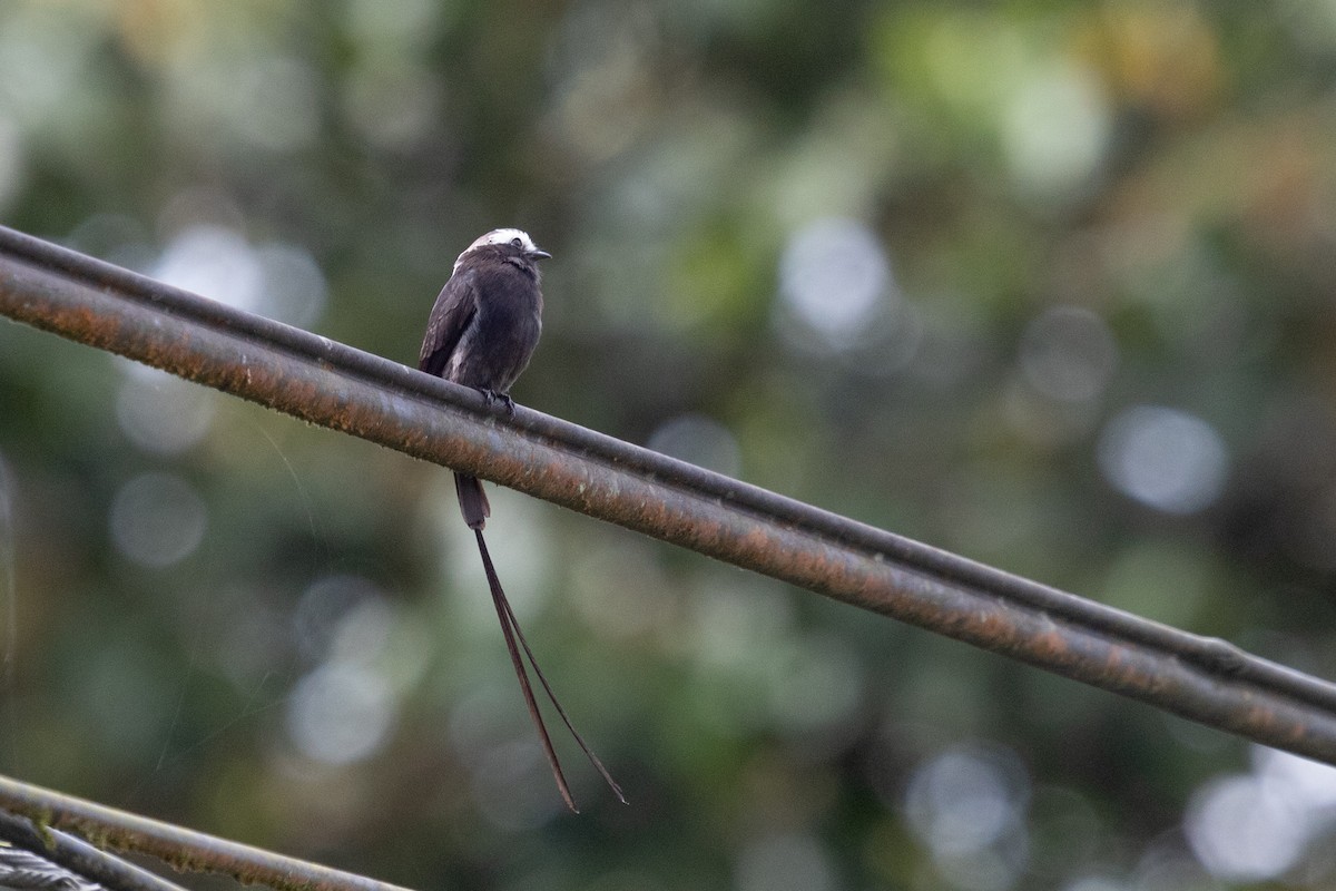 Long-tailed Tyrant - ML638208745