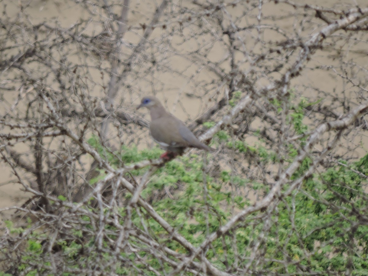 West Peruvian Dove - ML638208754