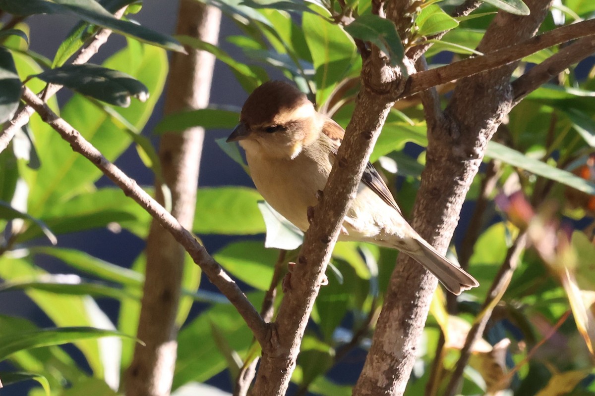 Russet Sparrow - ML638208758