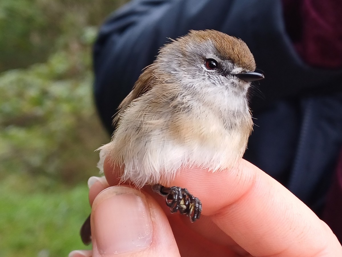 Brown Gerygone - ML638208779