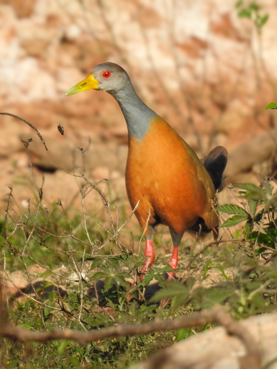Gray-cowled Wood-Rail - ML638208806