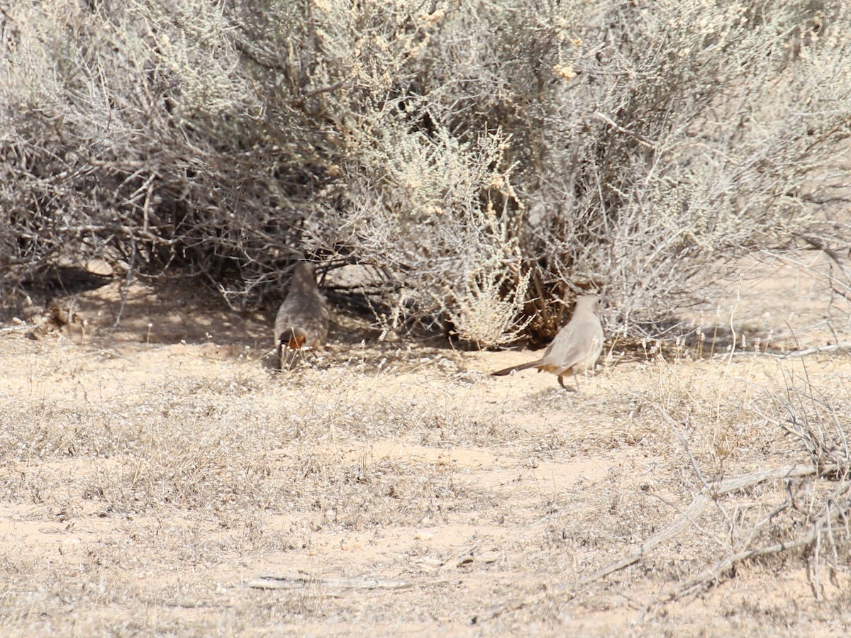 LeConte's Thrasher - ML638208813