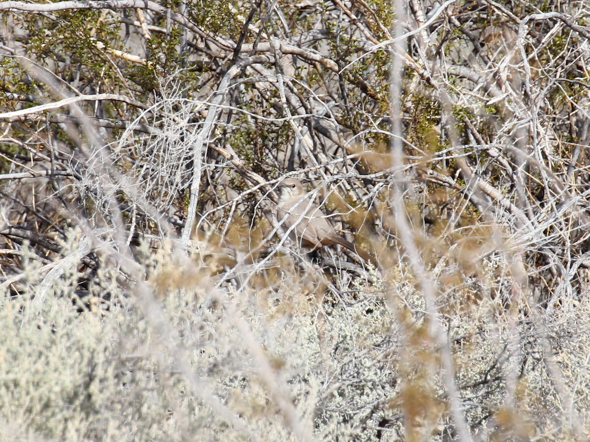 LeConte's Thrasher - ML638208814