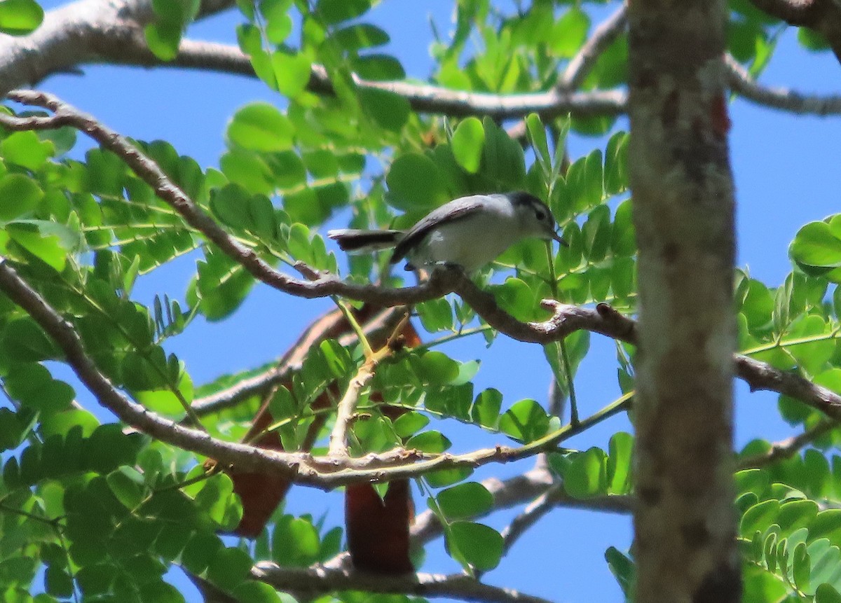 White-lored Gnatcatcher - ML638208868