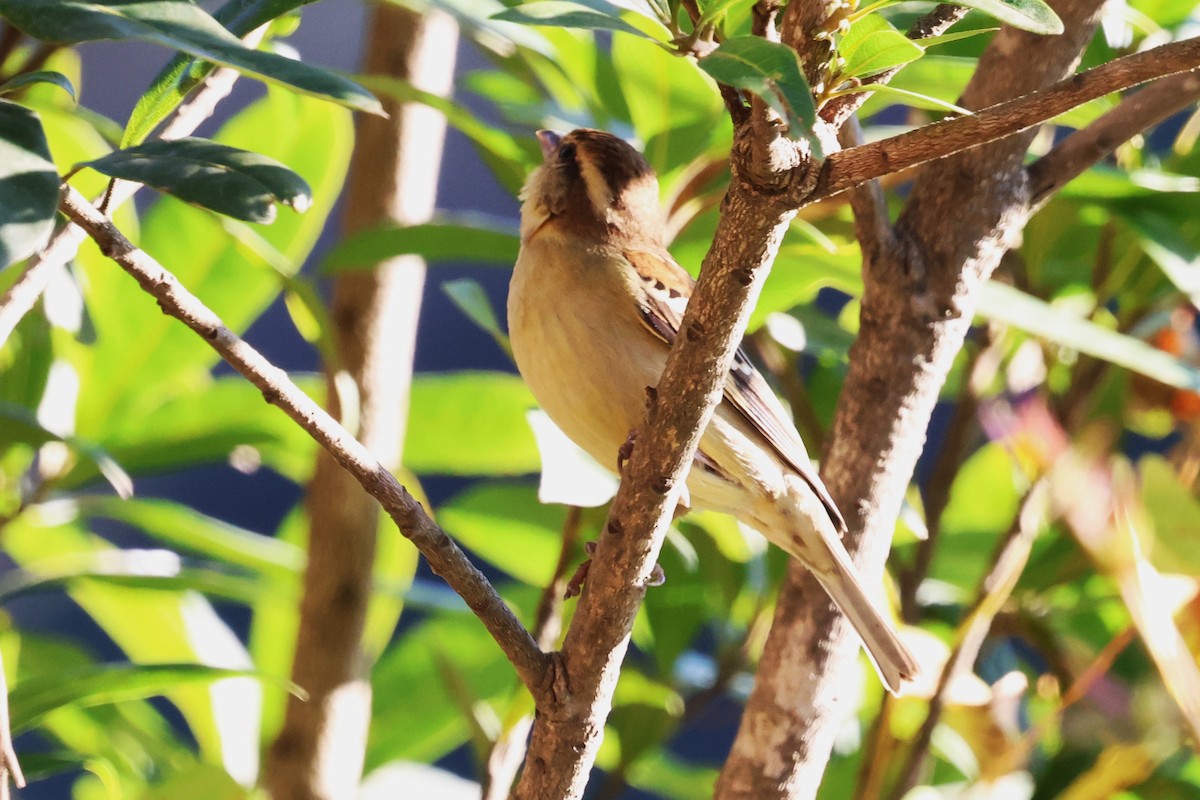 Russet Sparrow - ML638208870