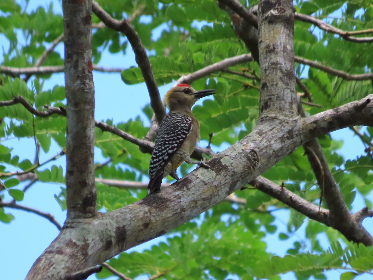 Hoffmann's Woodpecker - ML638208872
