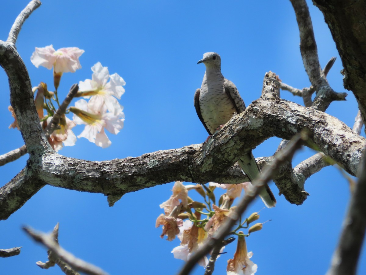 Inca Dove - ML638208875