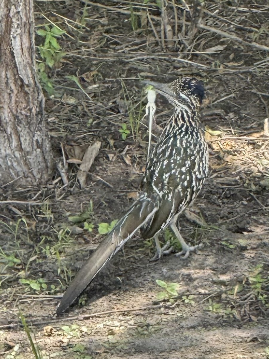 Greater Roadrunner - ML638208889