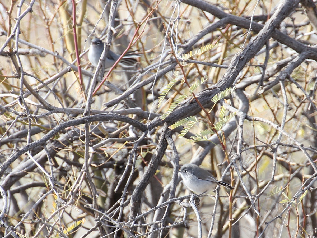 Black-tailed Gnatcatcher - ML638208890