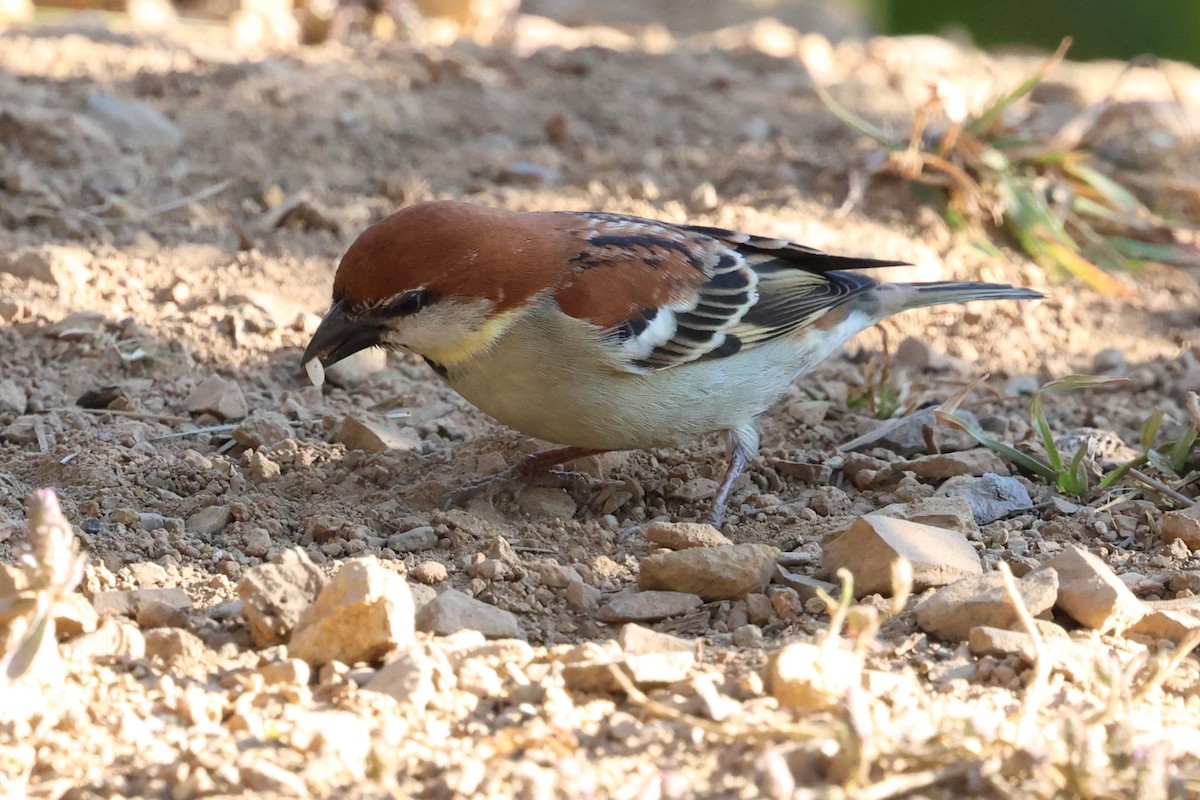 Russet Sparrow - ML638208892