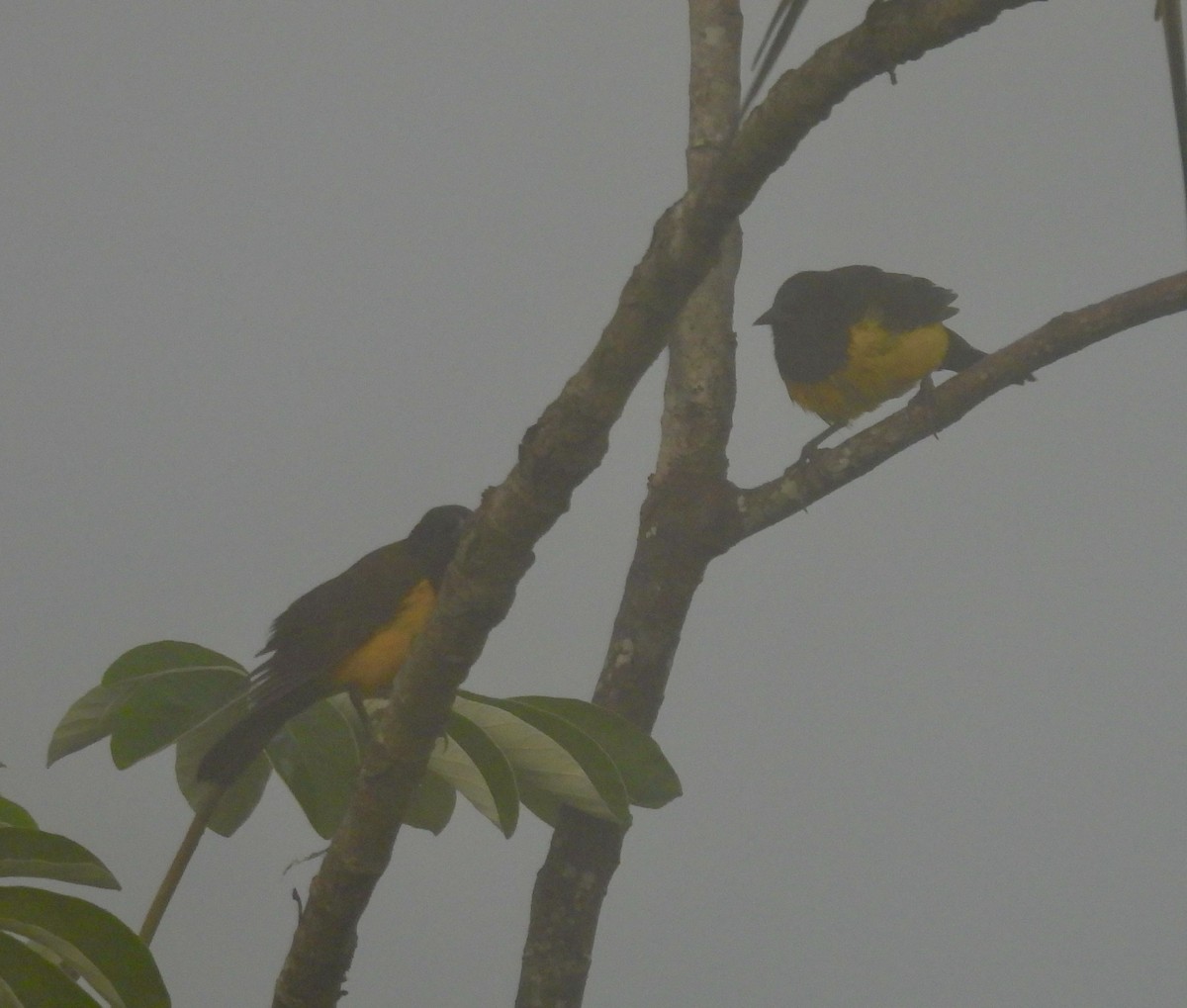 Yellow-rumped Marshbird - ML638208903