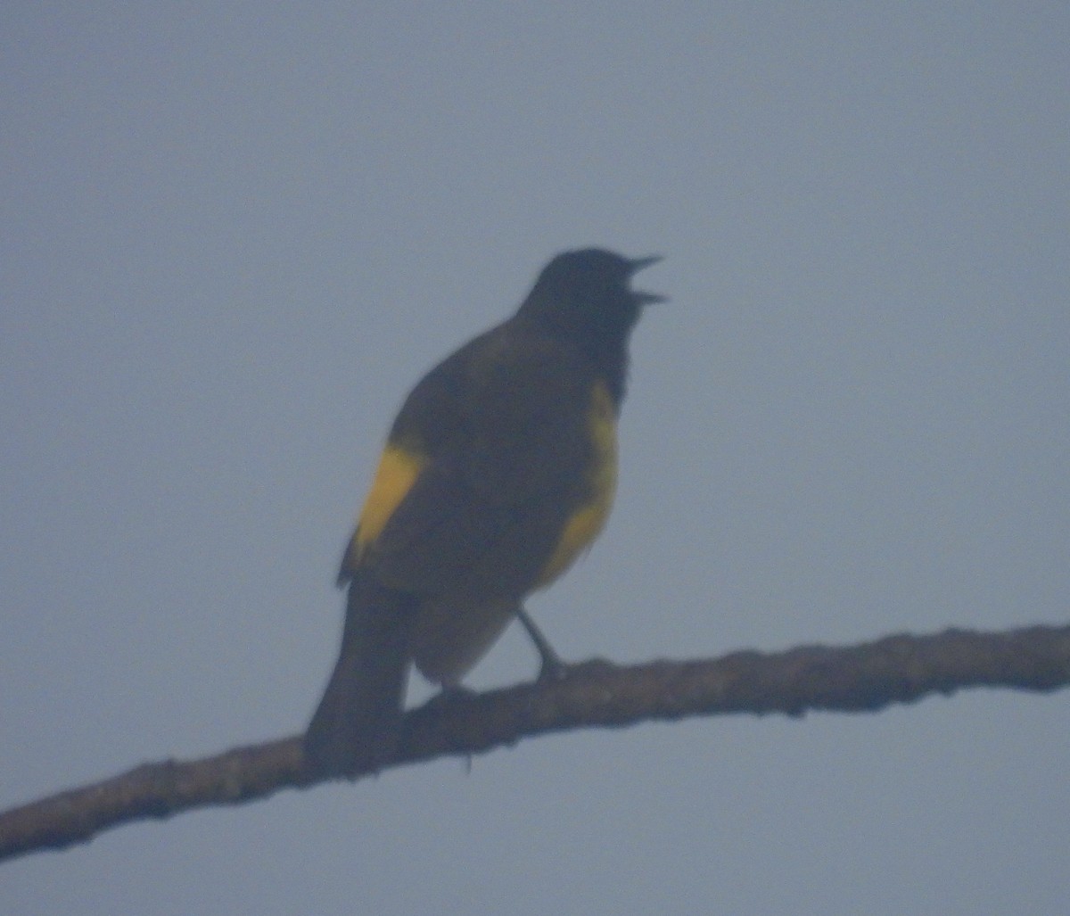Yellow-rumped Marshbird - ML638208904