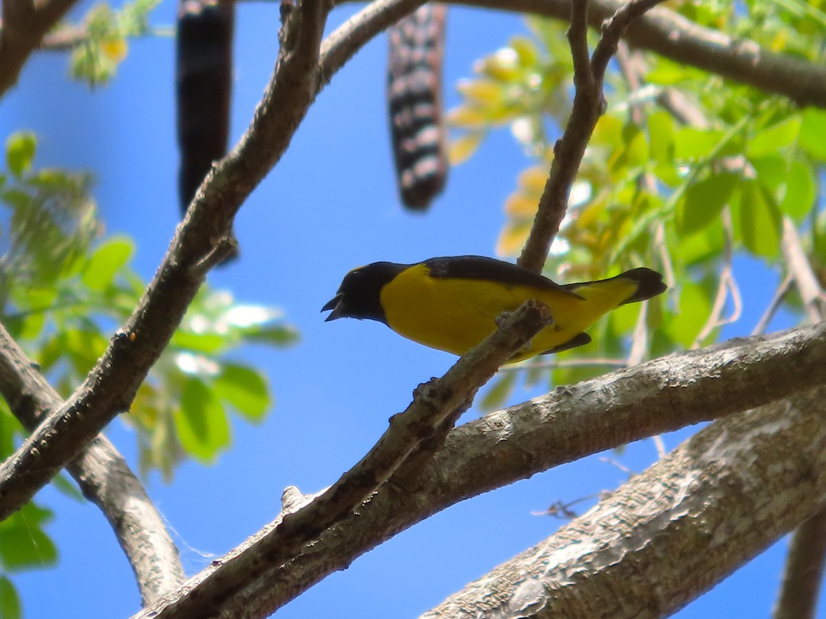 Scrub Euphonia - ML638208912