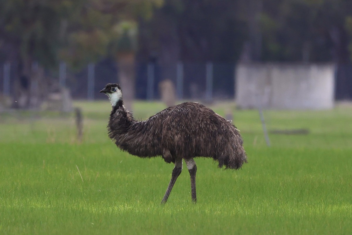 Emu - ML638208922