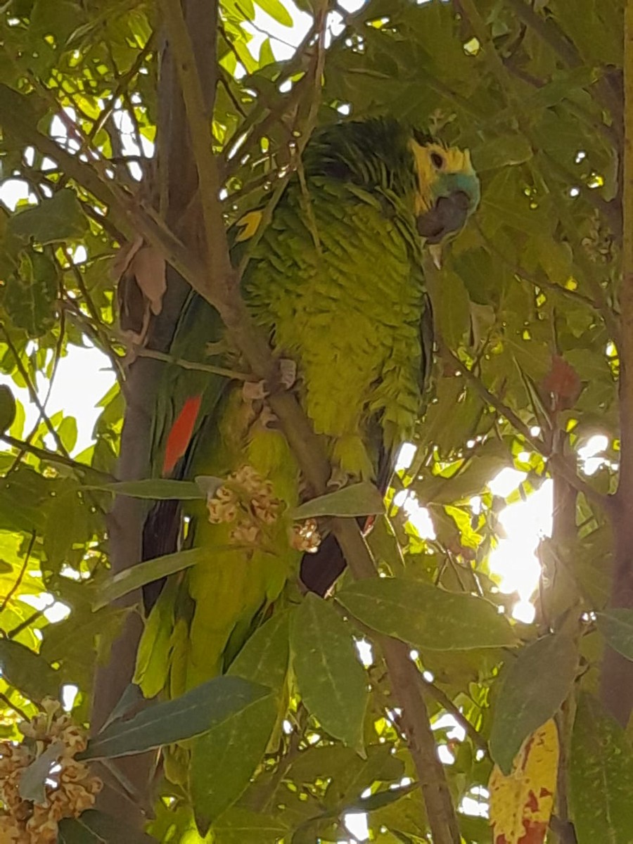 Turquoise-fronted Amazon - ML638208950