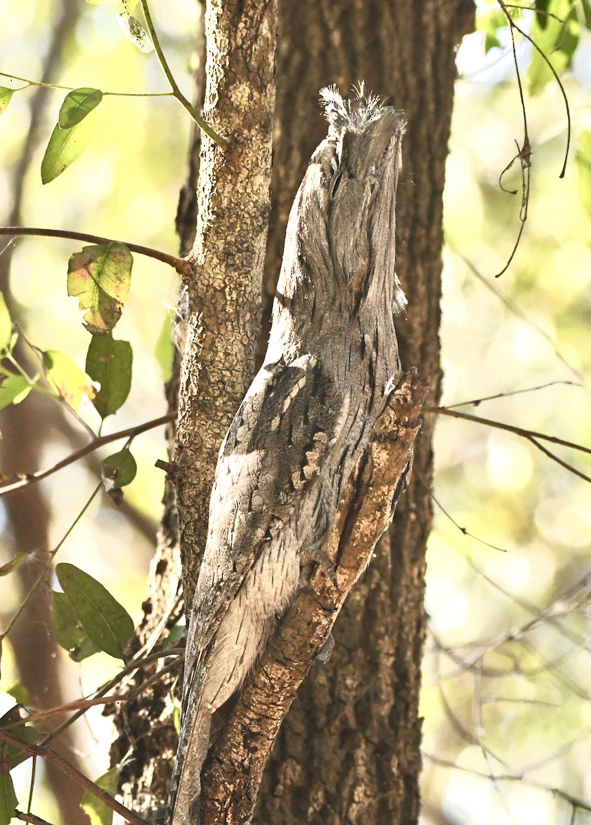 Tawny Frogmouth - ML638208952