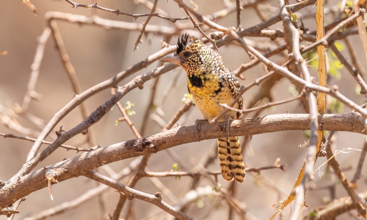 D'Arnaud's Barbet - ML638208958