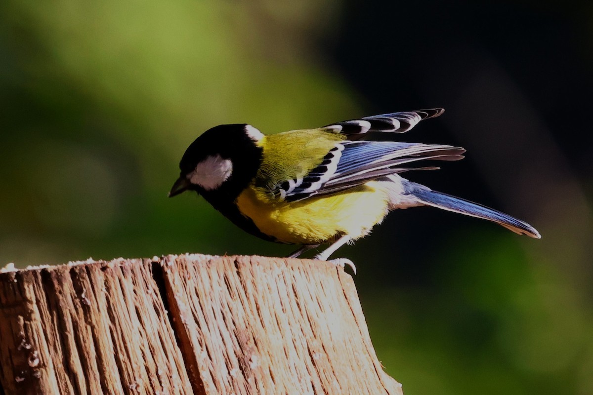 Green-backed Tit - ML638208979