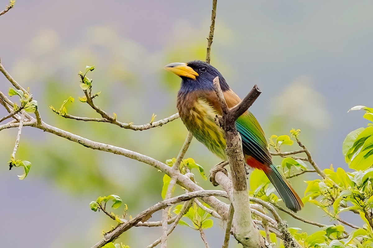 Great Barbet - ML638208987