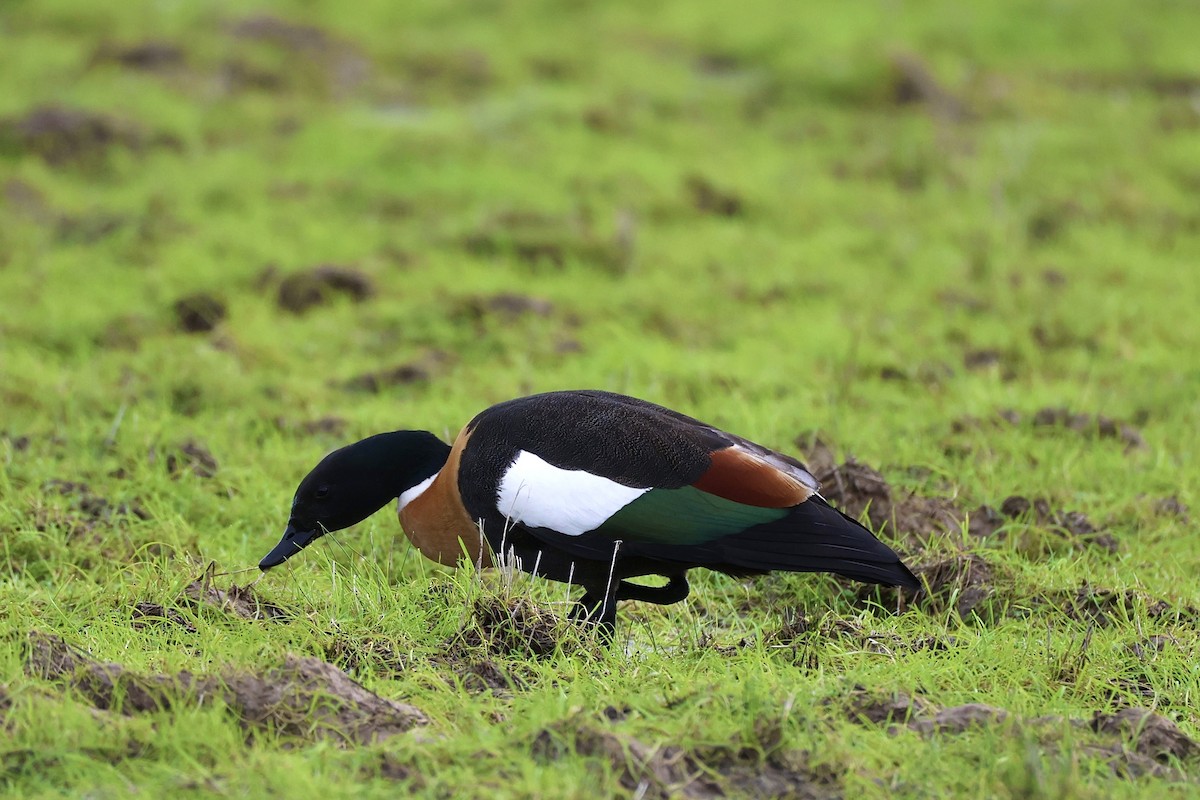 Australian Shelduck - ML638208997