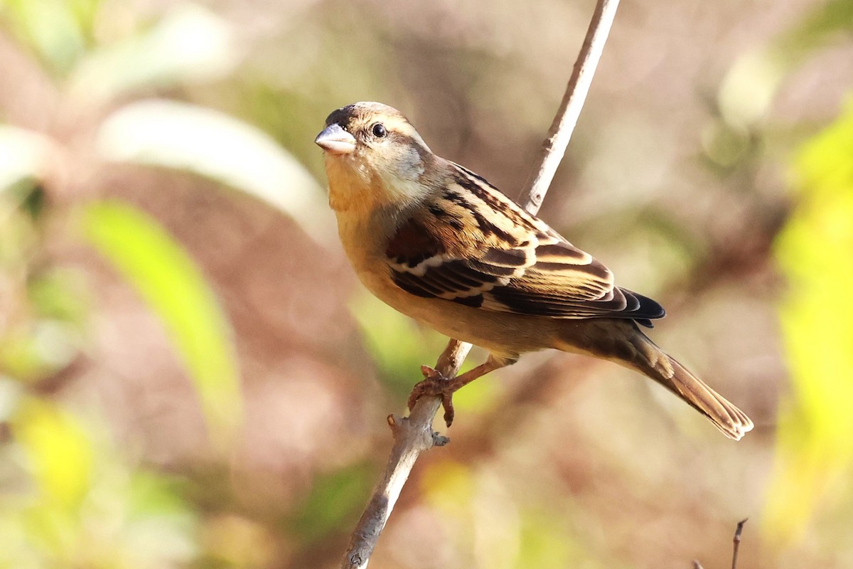 Russet Sparrow - ML638209002