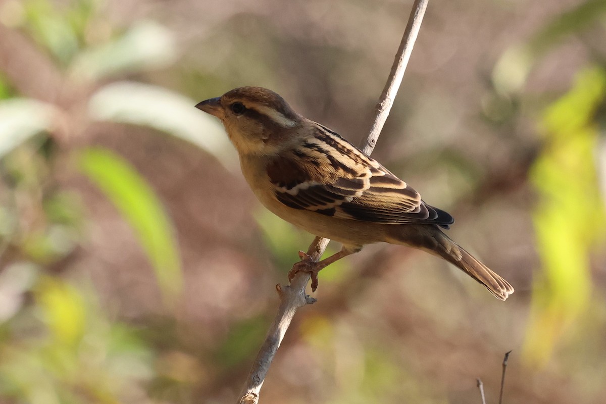 Russet Sparrow - ML638209016