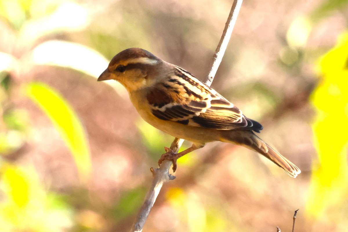 Russet Sparrow - ML638209017