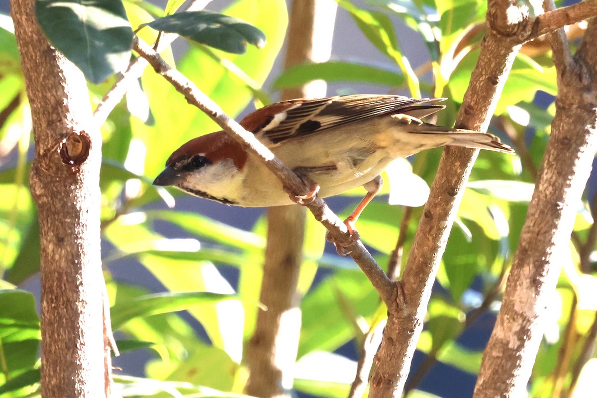 Russet Sparrow - ML638209057