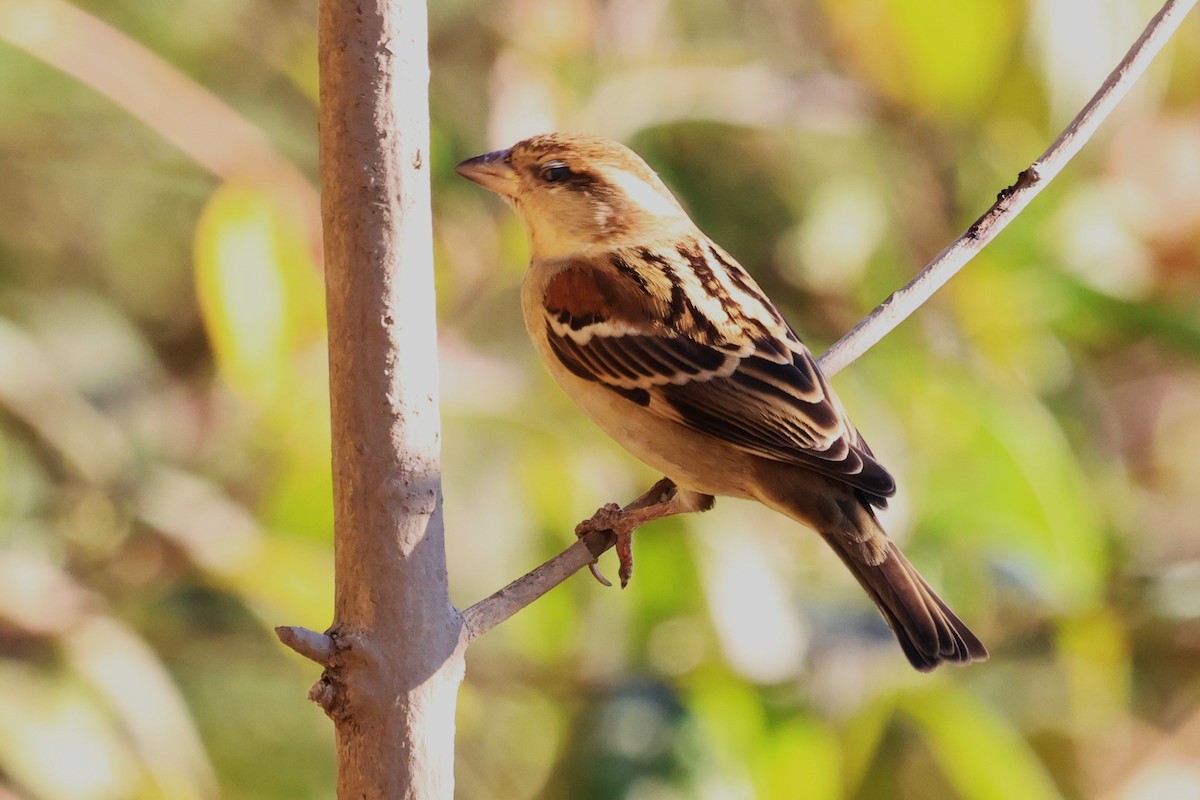 Russet Sparrow - ML638209062