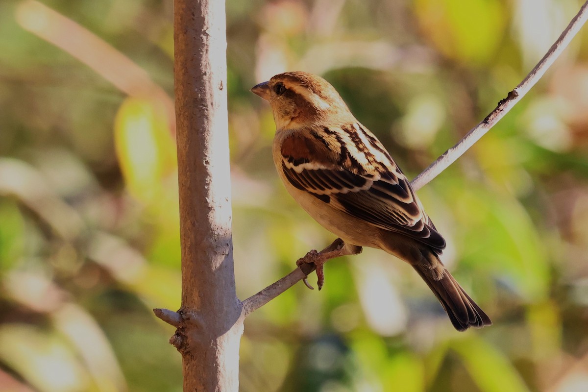 Russet Sparrow - ML638209063