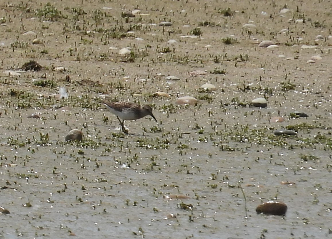 Least Sandpiper - ML638209068
