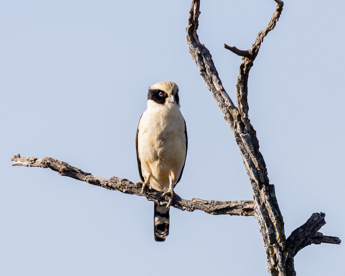 Laughing Falcon - ML638209069