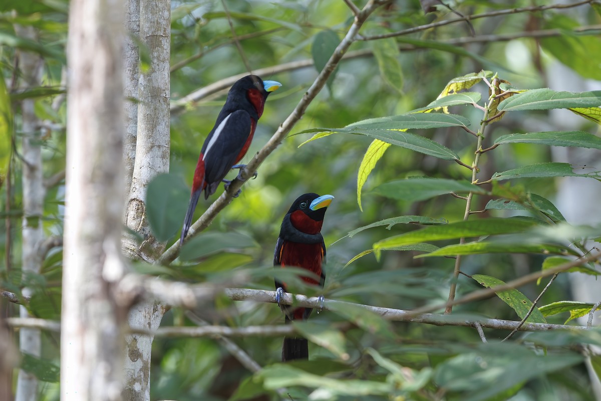 Black-and-red Broadbill - ML638209087