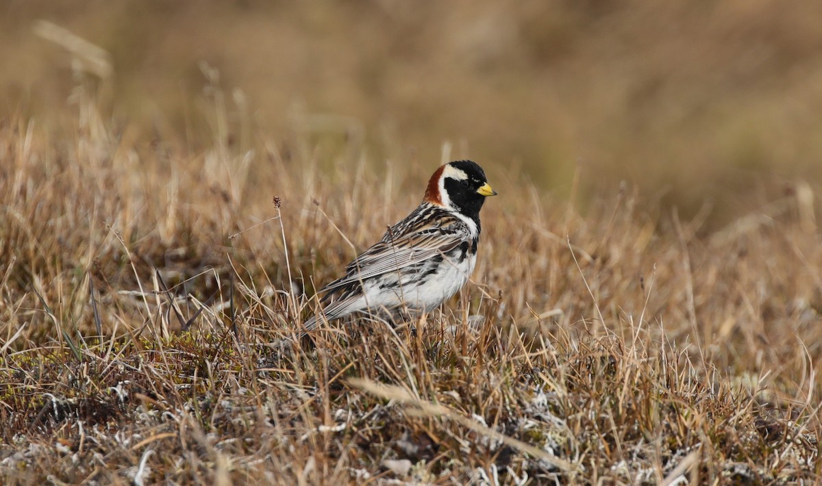 Lapland Longspur - ML638209097