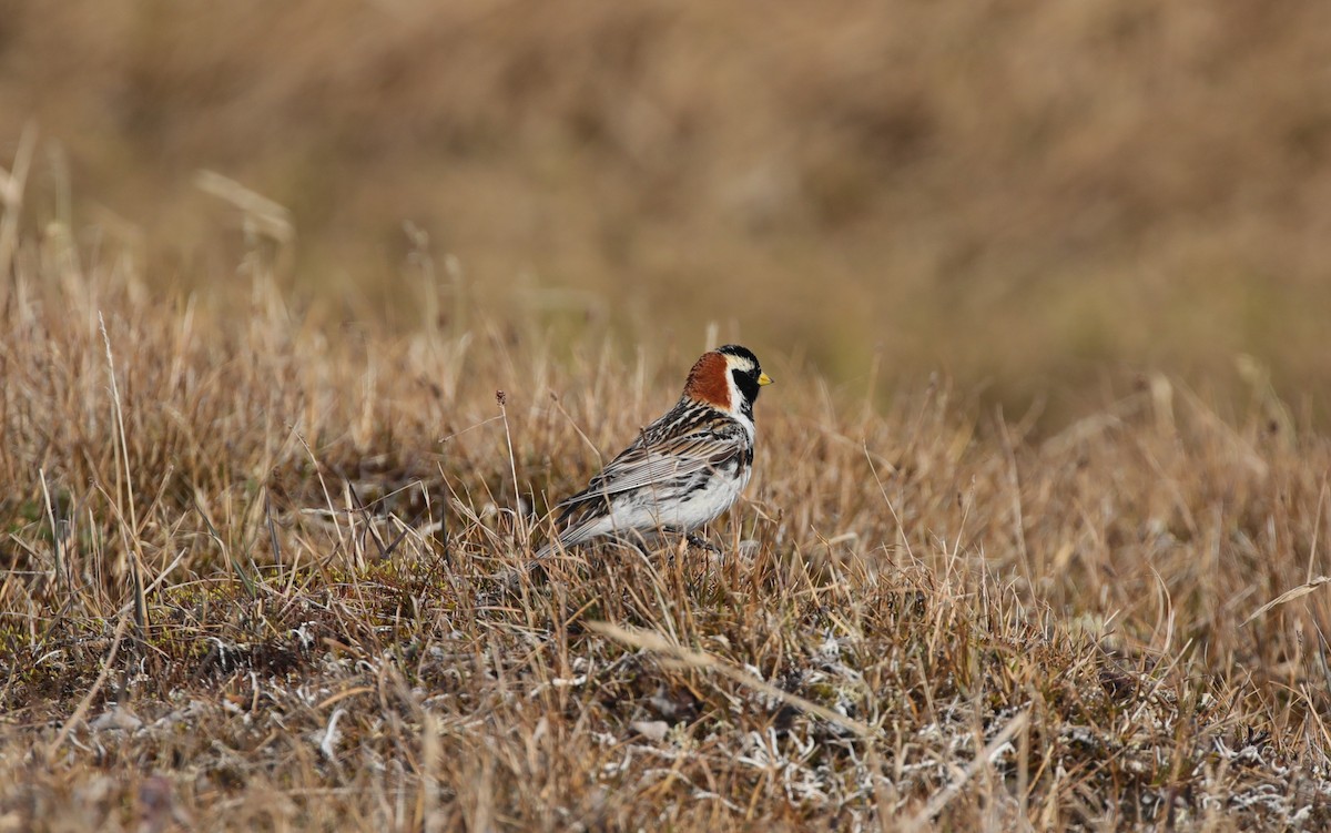 Lapland Longspur - ML638209098