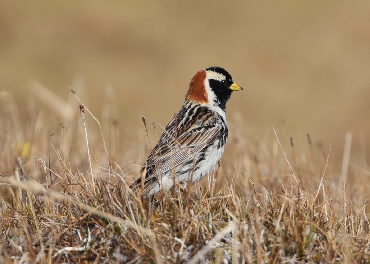 Lapland Longspur - ML638209101