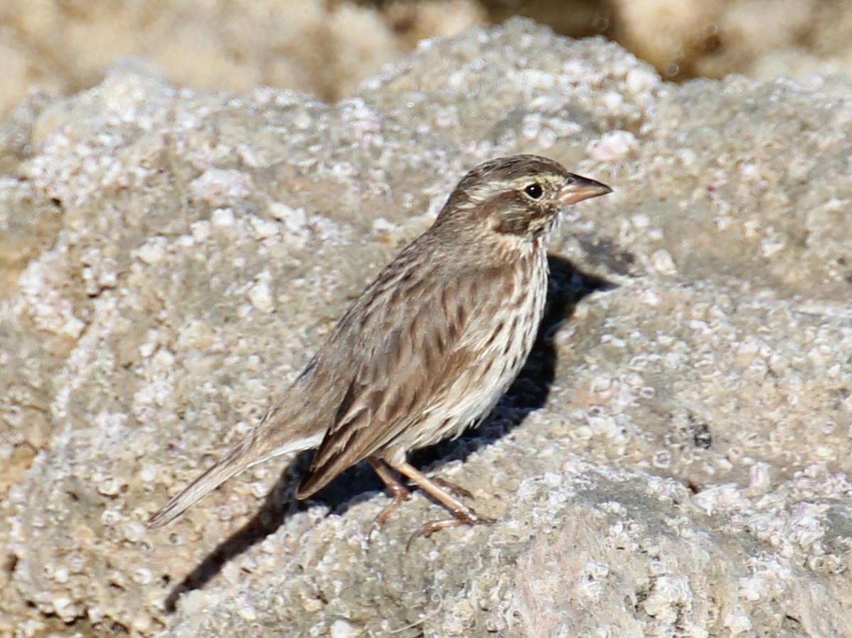 Savannah Sparrow (Large-billed) - ML638209104