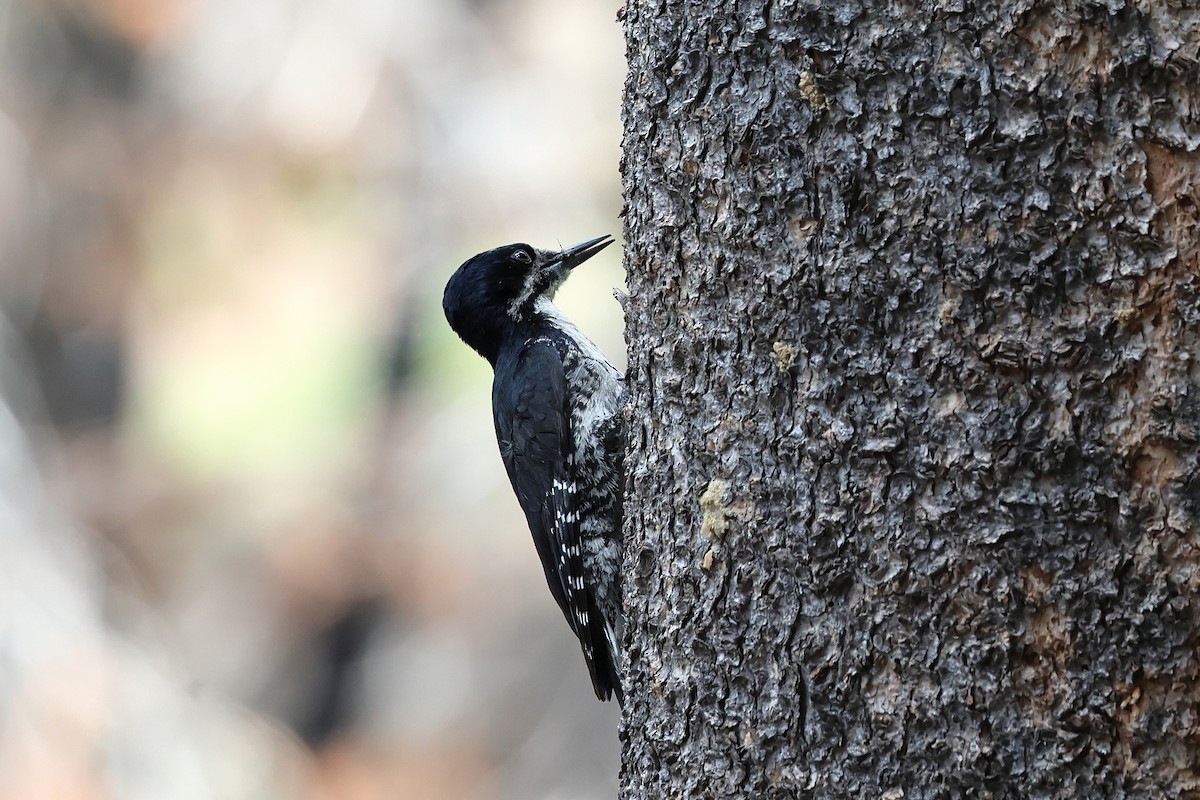 Black-backed Woodpecker - ML638209126
