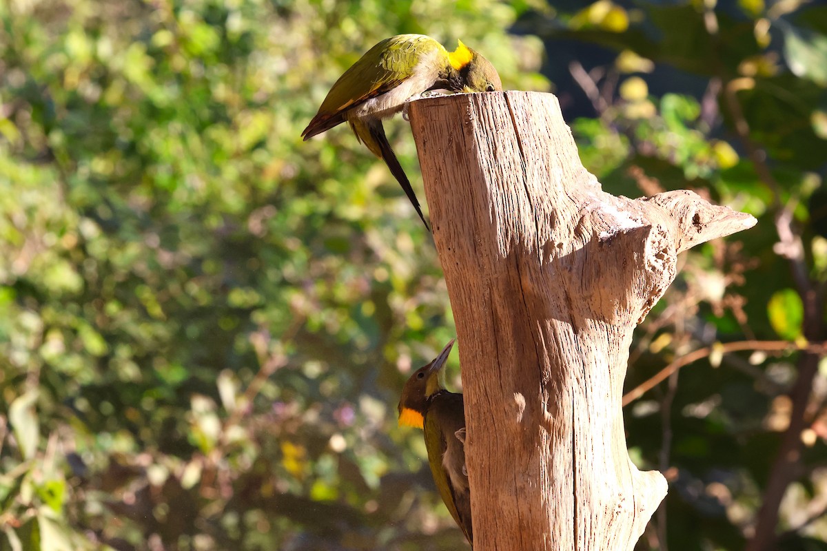 Greater Yellownape - ML638209157