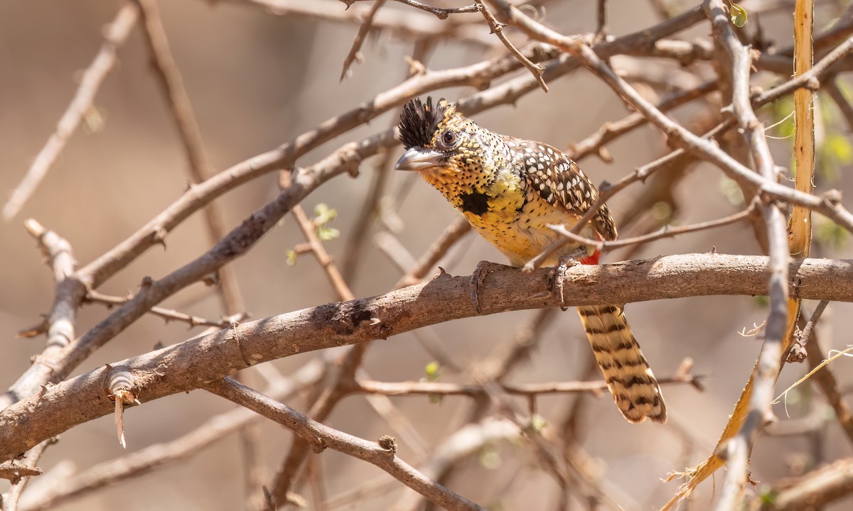 D'Arnaud's Barbet - ML638209158
