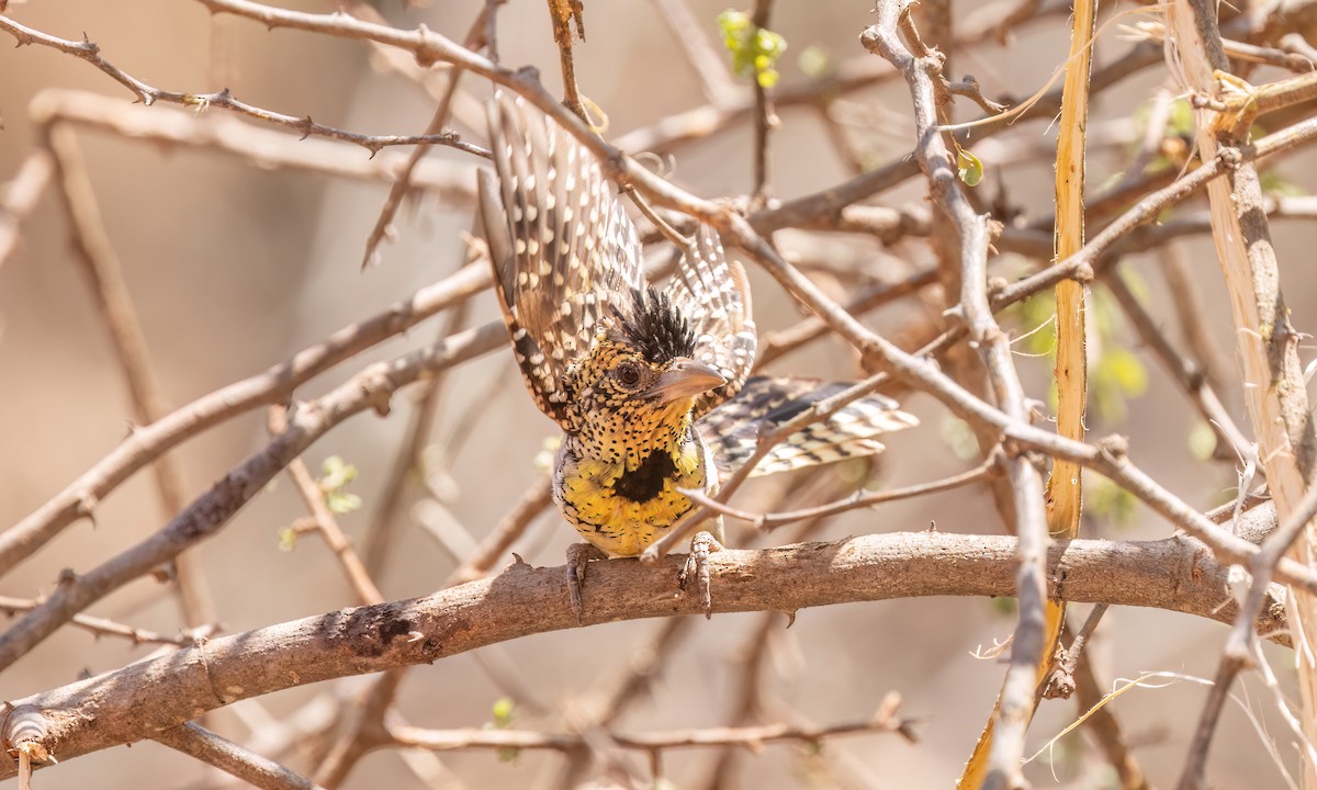 D'Arnaud's Barbet - ML638209159