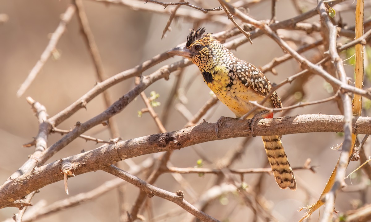 D'Arnaud's Barbet - ML638209160