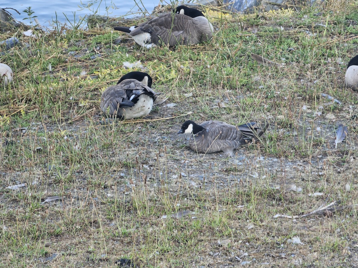 Cackling Goose (minima) - ML638209168