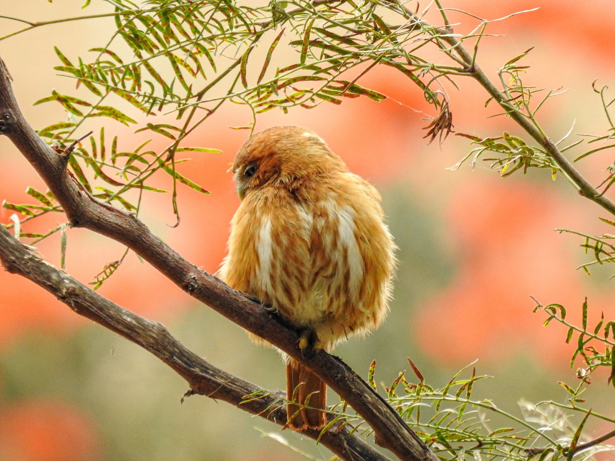 Peruvian Pygmy-Owl - ML638209175