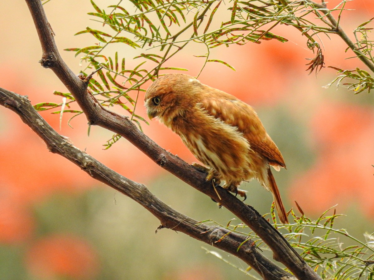 Peruvian Pygmy-Owl - ML638209176