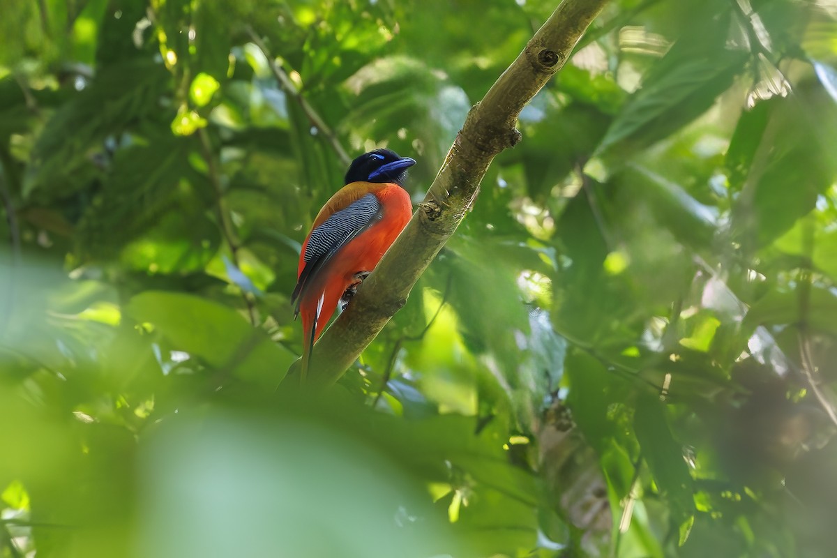 Scarlet-rumped Trogon - ML638209181