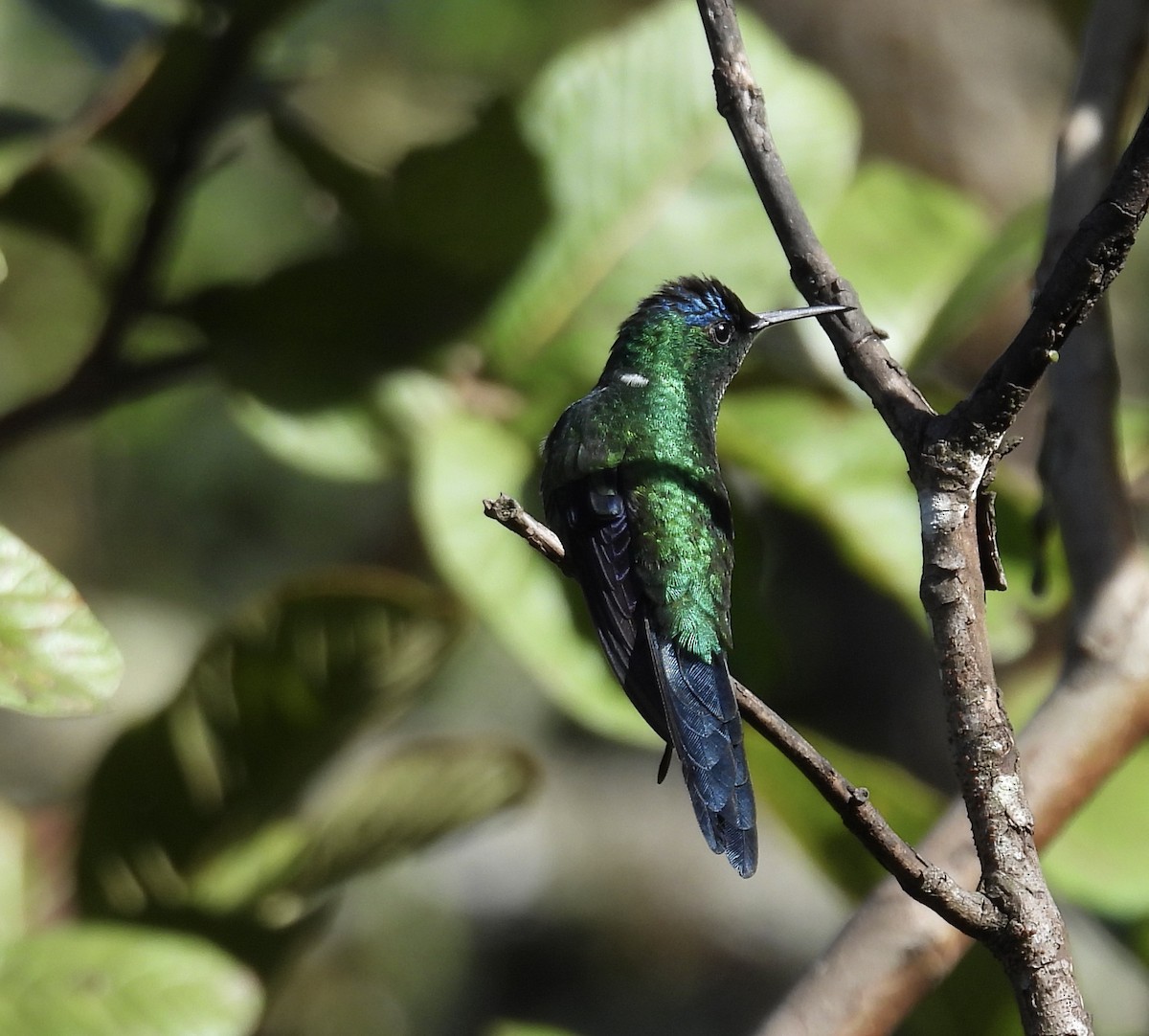 Violet-capped Woodnymph - ML638209183