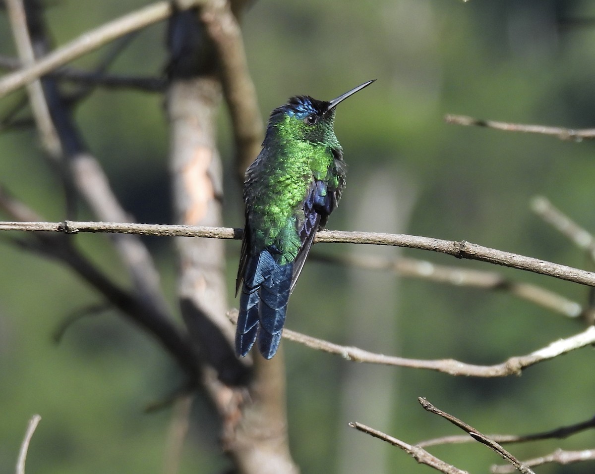 Violet-capped Woodnymph - ML638209184
