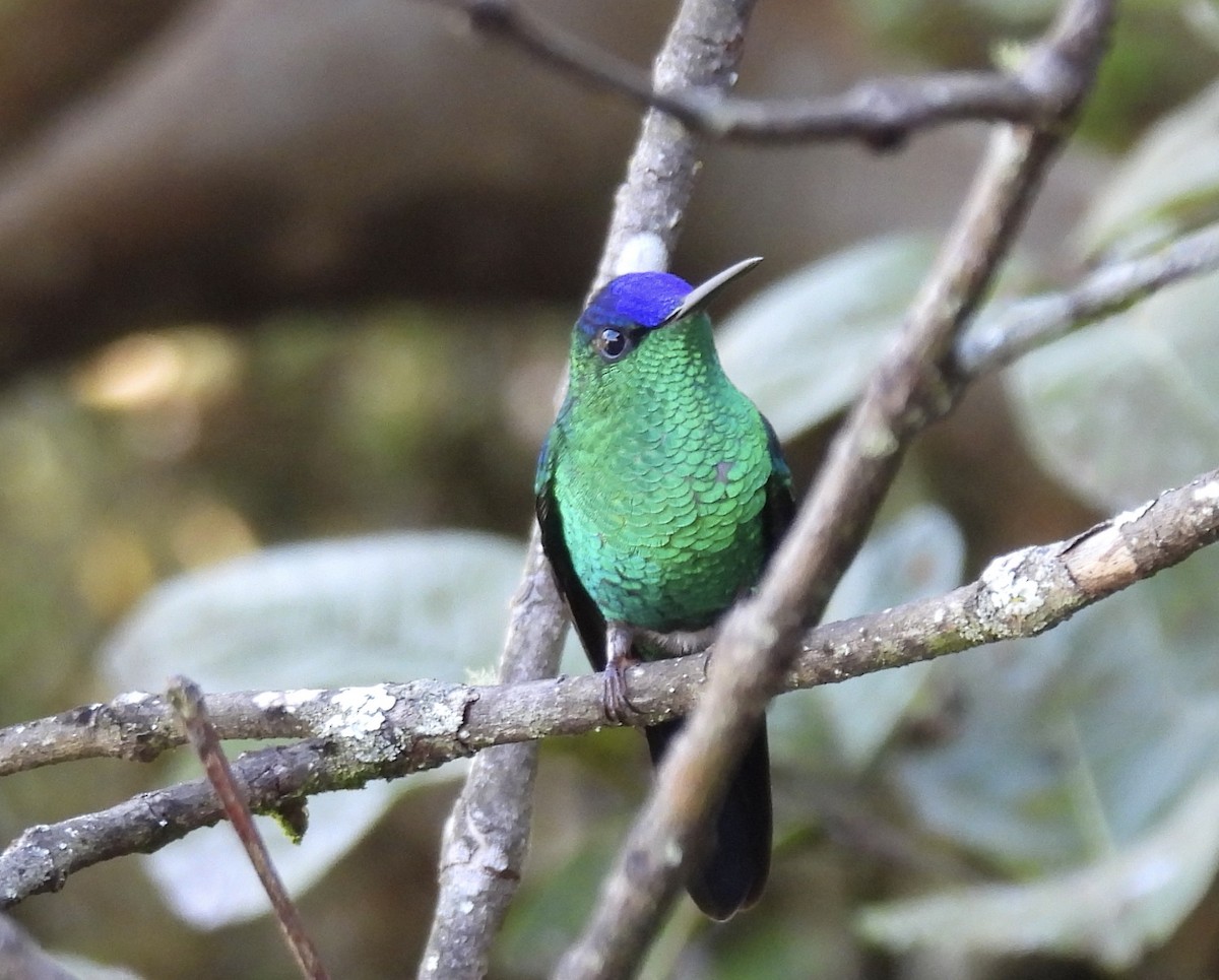 Violet-capped Woodnymph - ML638209185